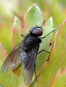 Fannia Canicularis